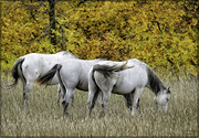 23rd Sep 2023 - Wild Horses