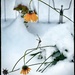 Sad Flowers by eahopp
