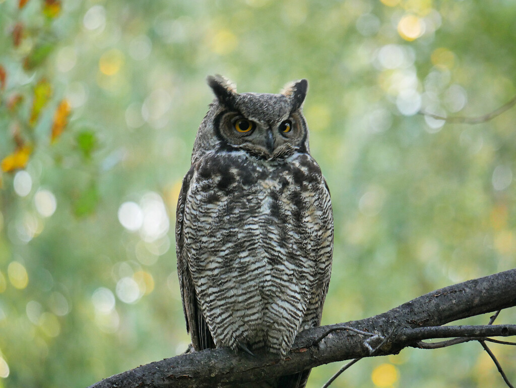 Mr Owl by gq