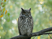20th Oct 2023 - Mr Owl