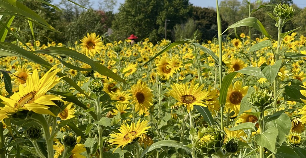 A Sunflower Field by gardenfolk
