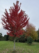 23rd Oct 2023 - Autumnal colours