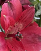 24th Oct 2023 - Alstroemeria flower....