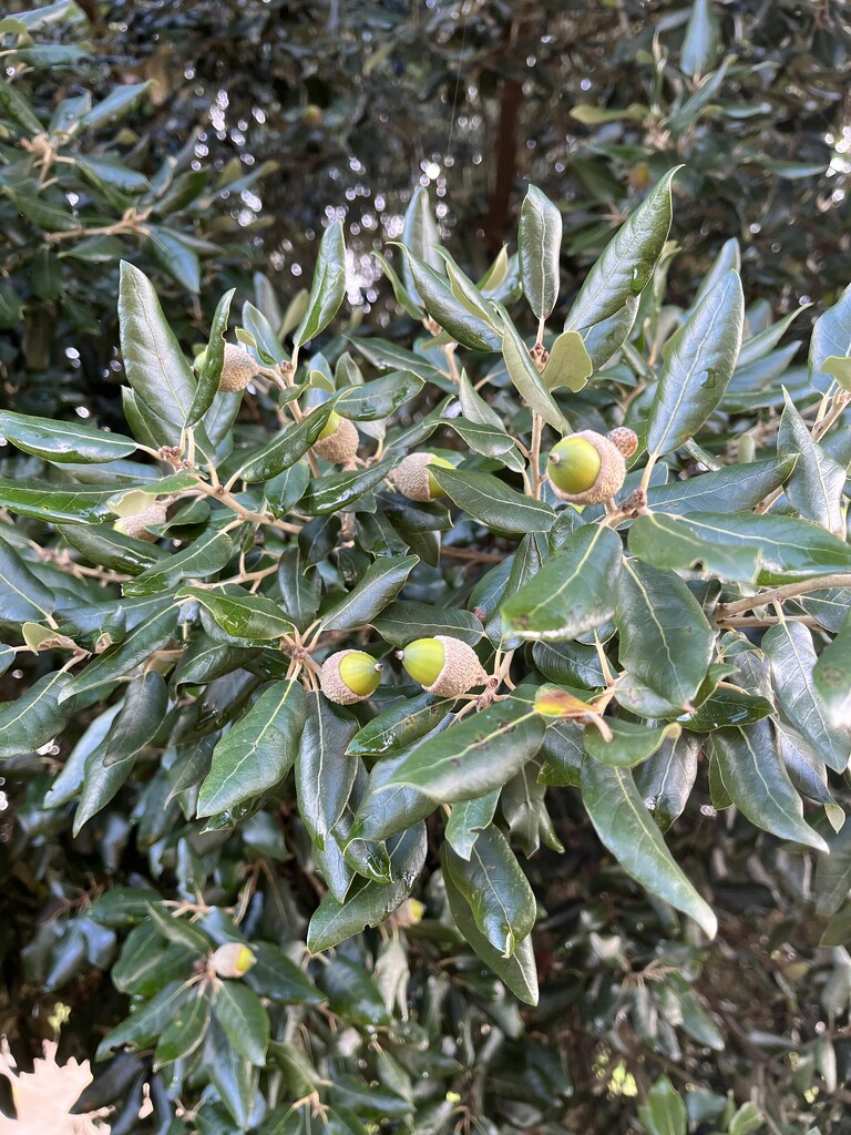 Acorns.... by anne2013