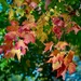 And Changing Leaves by gardenfolk