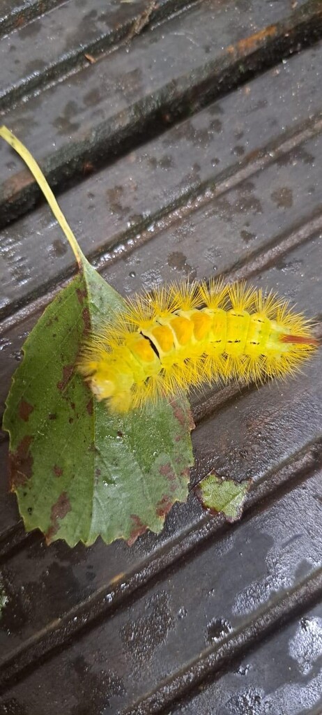 Caterpillar  by jab