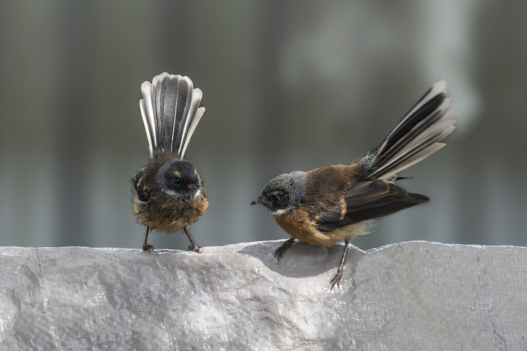 Two Young Fantails by nickspicsnz