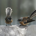 Two Young Fantails by nickspicsnz