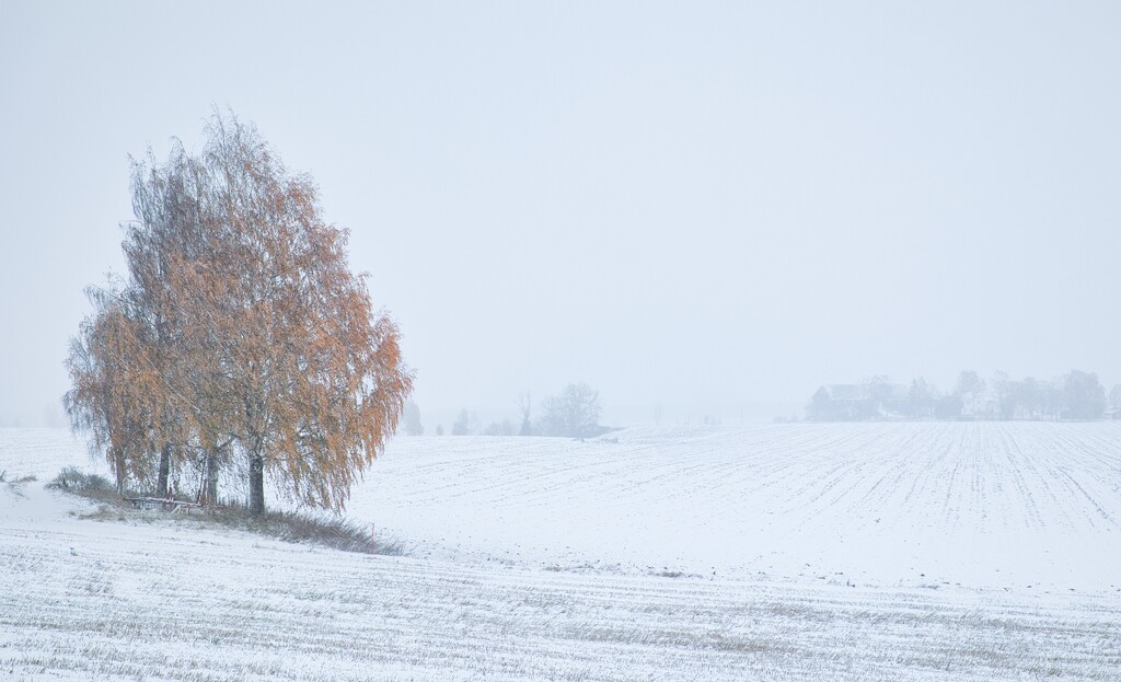 The snow arrived! by okvalle