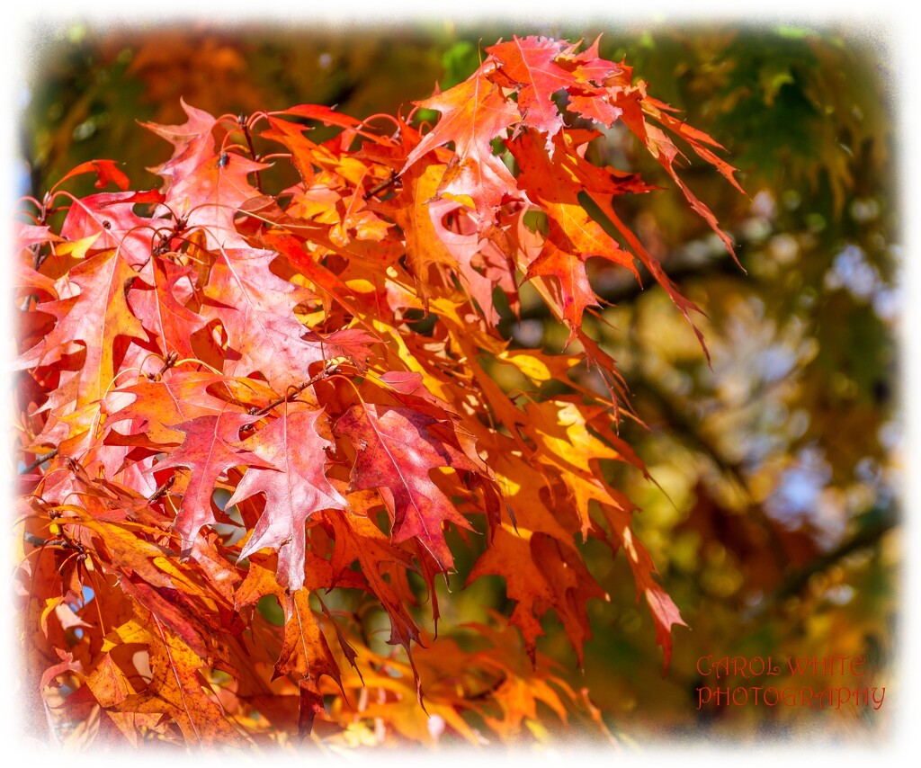 Glorious Autumn 2 by carolmw