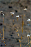 30th Oct 2023 - Desert Weed