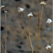 Desert Weed by 365projectorgchristine