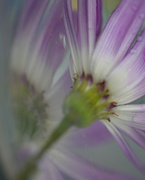 30th Oct 2023 - senetti........