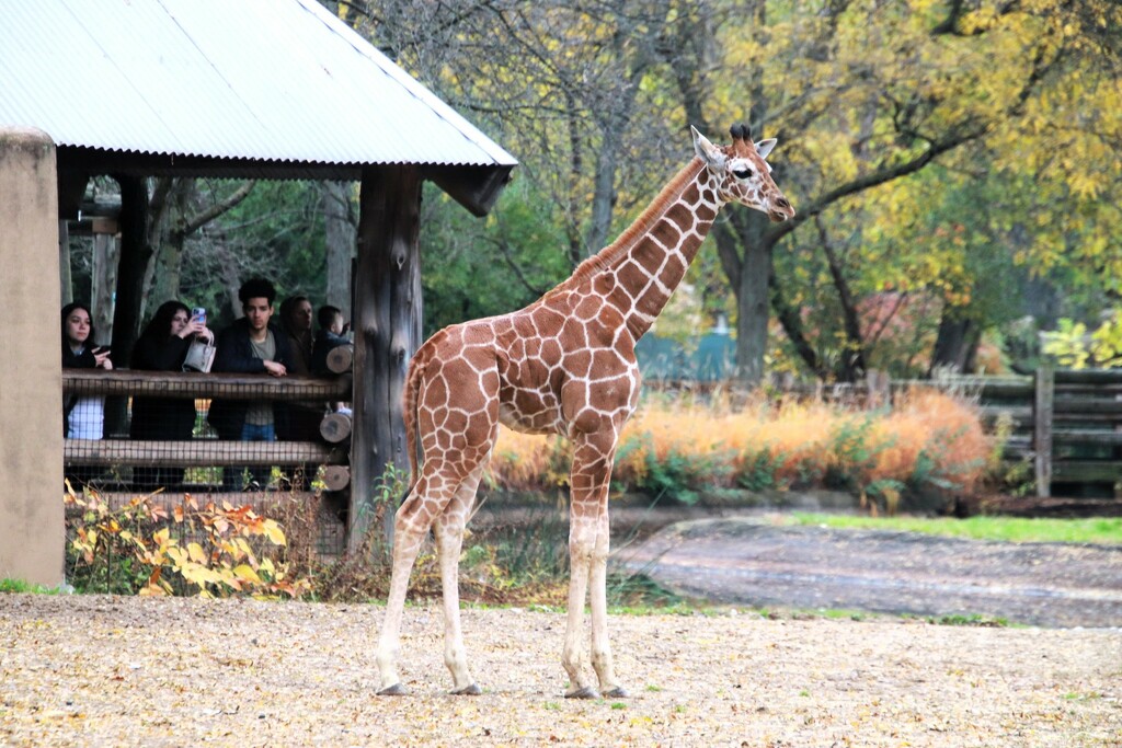 Baby Giraffe  by randy23