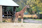 1st Oct 2023 - Baby Giraffe 