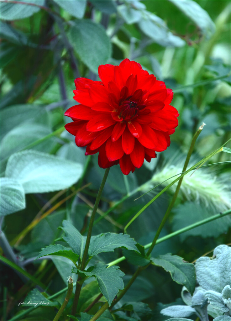 A flower from Margaret Island by kork