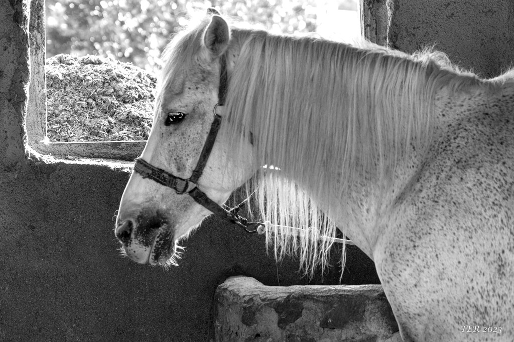 Horse Enjoys Morning Light in Kayakoy by taffy