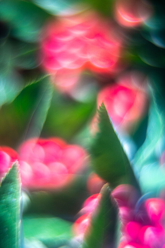 Bokeh #4/30-Berry Abstract by i_am_a_photographer