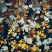 Autumn Leaves by philm666