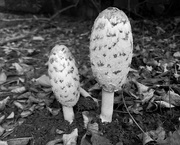 25th Oct 2023 - Ink-cap toadstool (Lawyer's wig)
