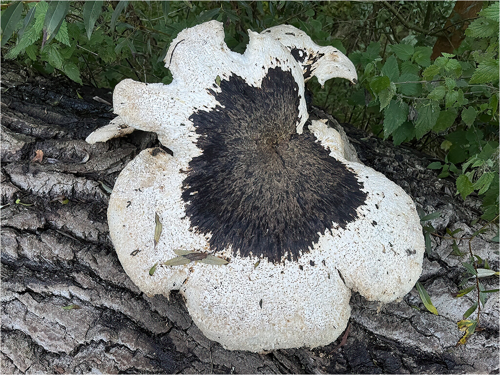 A fungus with a toupée by bournesnapper