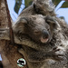 it's a boy! by koalagardens