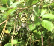 8th Aug 2023 - Wasp spider