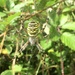 Wasp spider by philm666