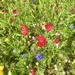 Wildflowers on grass verge by philm666