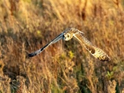 30th Oct 2023 - Short Eared Owl 