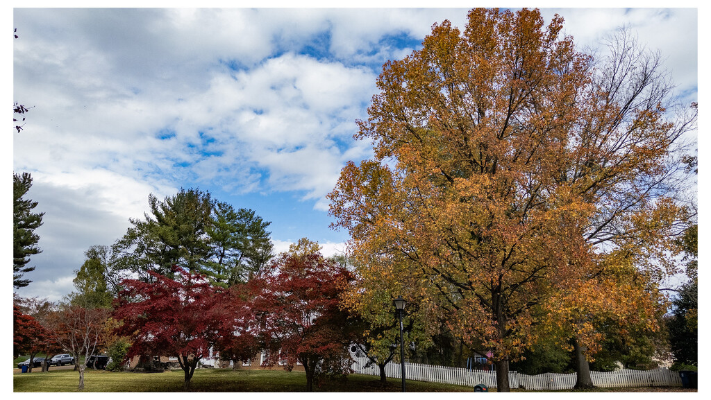 More Fall Foliage by robgarrett