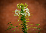 30th Oct 2023 - Wet Cleome