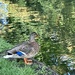 Duck by cataylor41