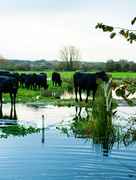 30th Oct 2023 - swans and a cow