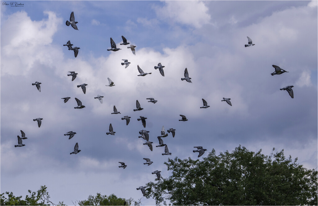 Pigeon's take flight by pcoulson