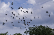 30th Oct 2023 - Pigeon's take flight