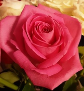 31st Oct 2023 - Pink rose