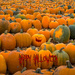 Happy Halloween  by cdcook48
