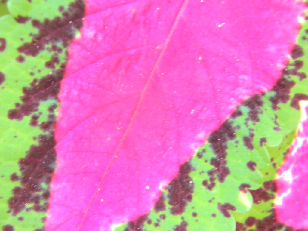 Painted Nettle Leaf Closeup  by sfeldphotos