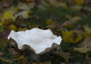 21st Oct 2023 - Fungus Goblet