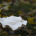 Fungus Goblet by jgpittenger