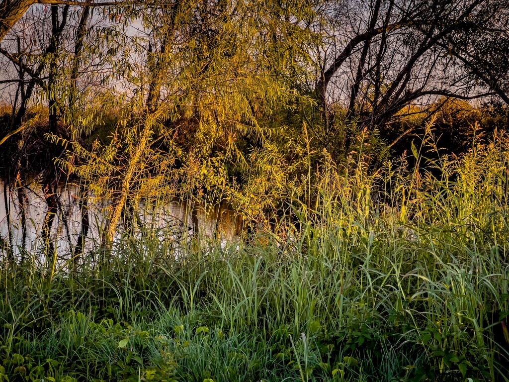 Twilight Swamp by sburton