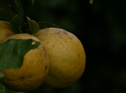 30th Oct 2023 - Grandad grapefruit