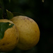 Grandad grapefruit by twinoaks