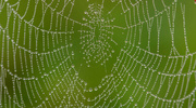 30th Oct 2023 - Spiderweb After the Fog!