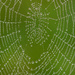 Spiderweb After the Fog! by rickster549