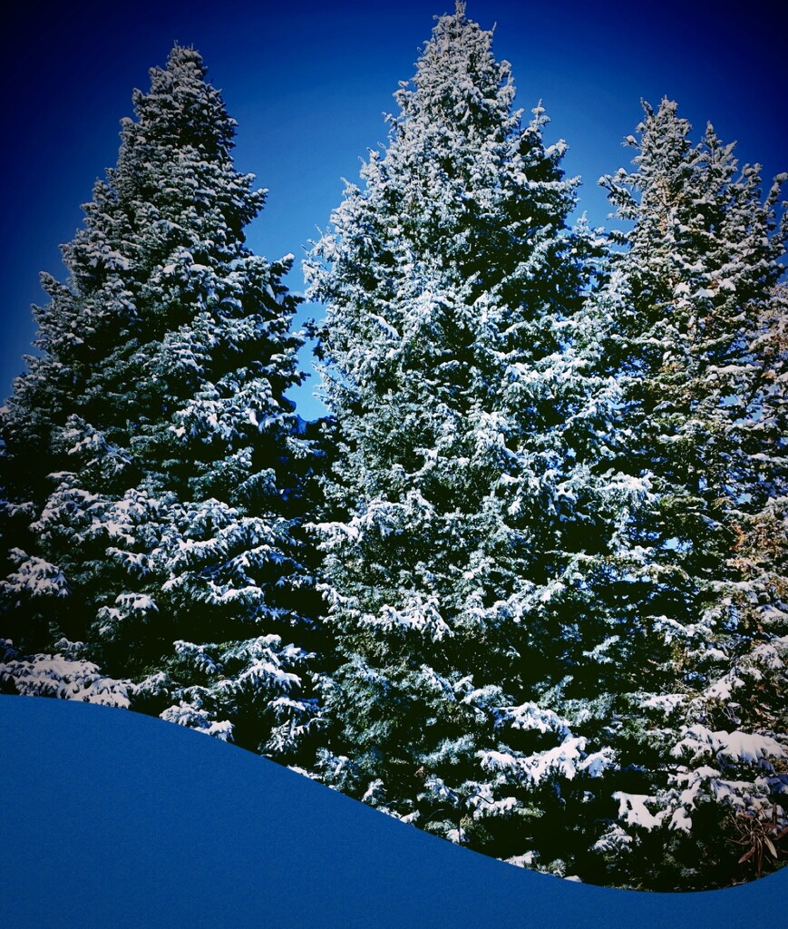 Snow Covered Pines and Blue Sky by eahopp