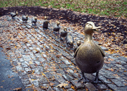 30th Oct 2023 - Make Way for Ducklings
