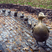 Make Way for Ducklings by rosiekerr