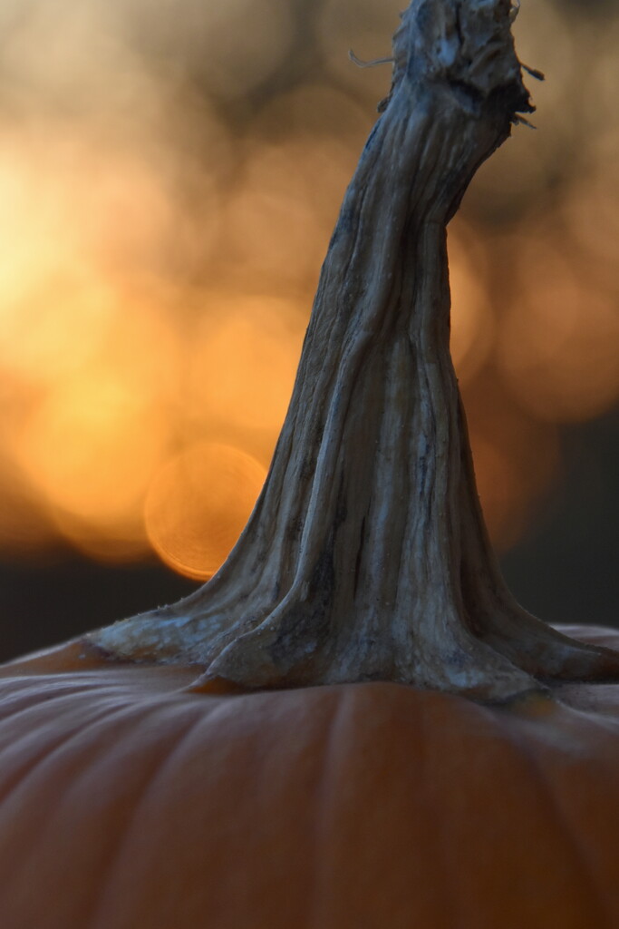 Pumpkin Sunset by genealogygenie